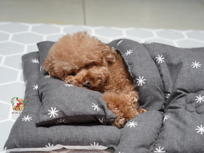 Tidur Nggak Pernah Terlihat Seimut Ini, Gemes Banget